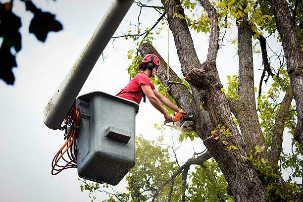 Camdenton, MO Tree Removal and Landscaping Services Company